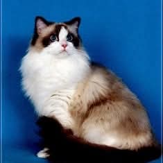 Quendolin Sundance of the Ada family