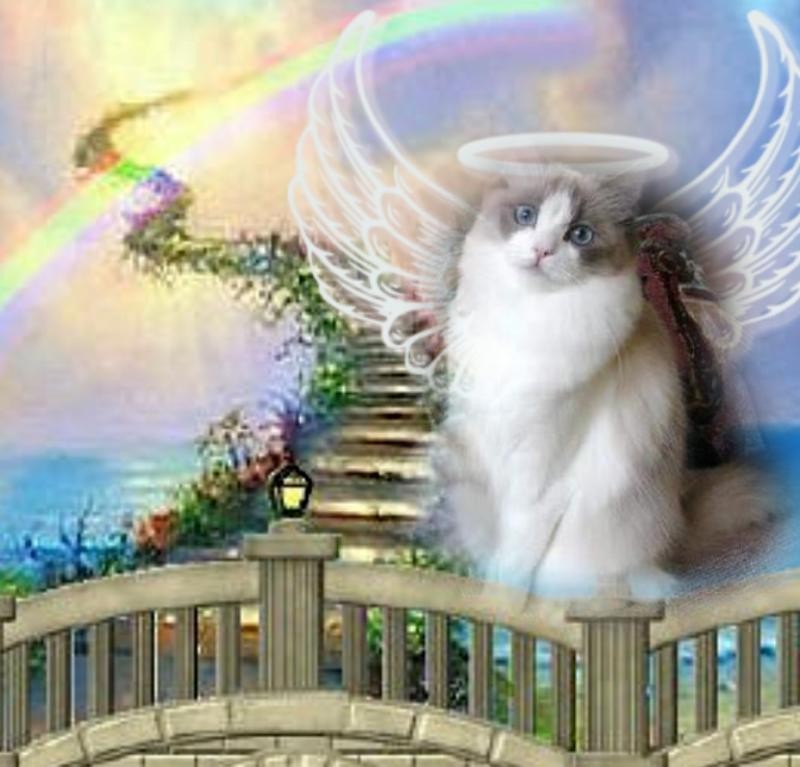 Quendolin Sundance of the Ada family