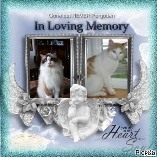 Quendolin Sundance of the Ada family