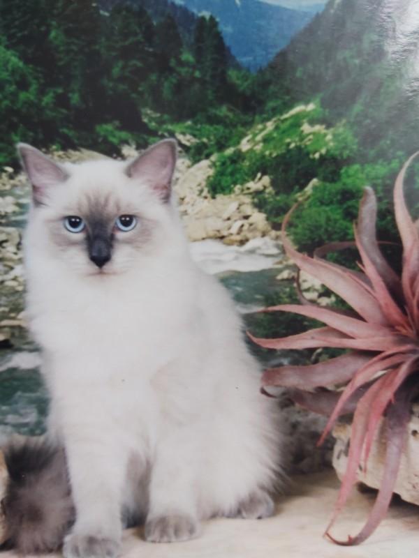 Calleigh of the Ada family