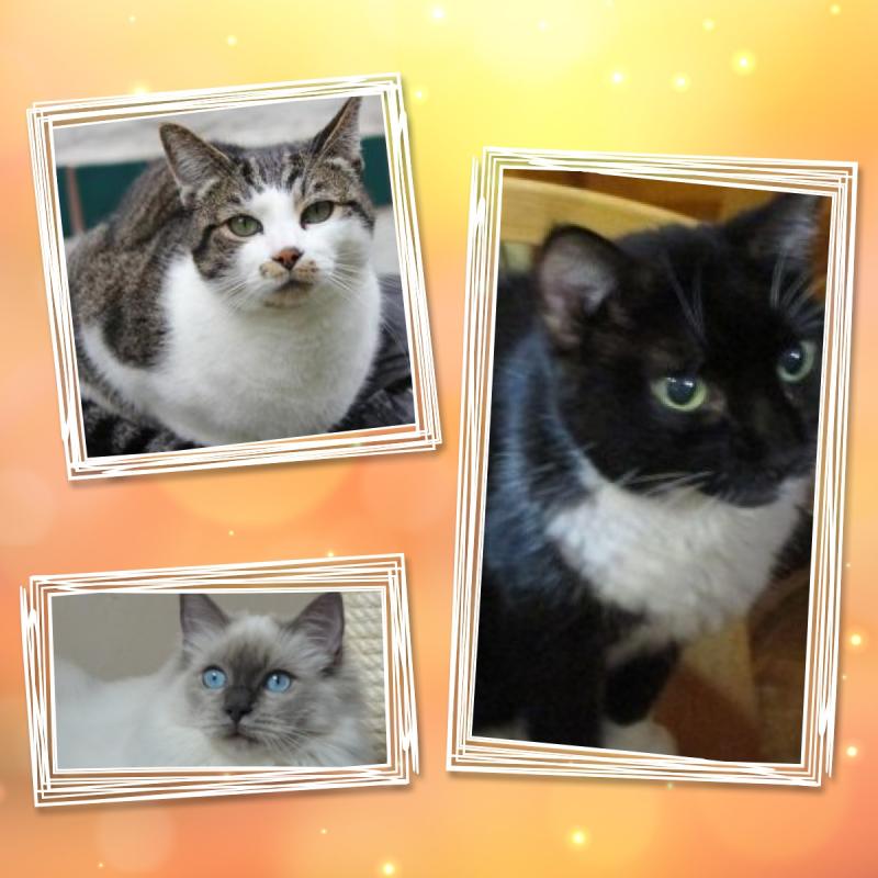 Ada uploaded   20  day/s  ago