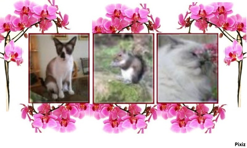 Calleigh of the Ada family