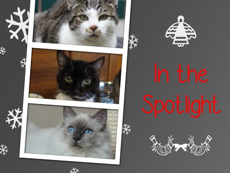 Ada uploaded   15  day/s  ago