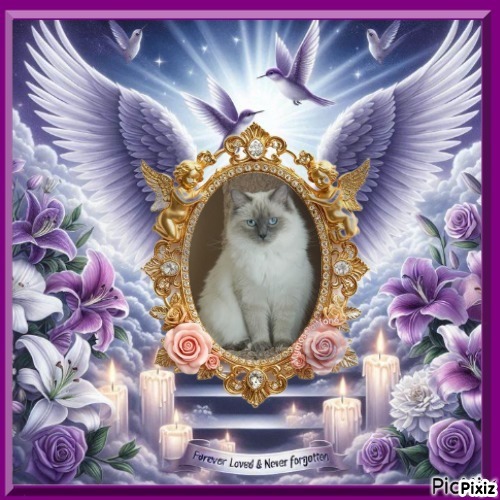 Calleigh of the Ada family