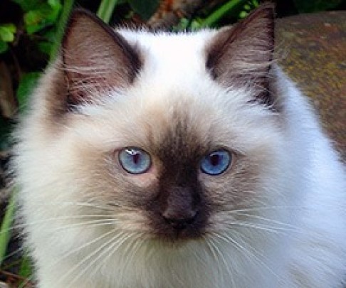 Ada uploaded   6 year/s ago