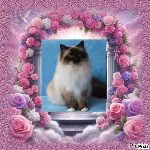 Macy of the Ada family