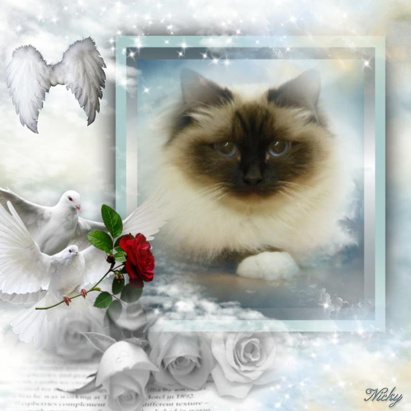 Macy of the Ada family