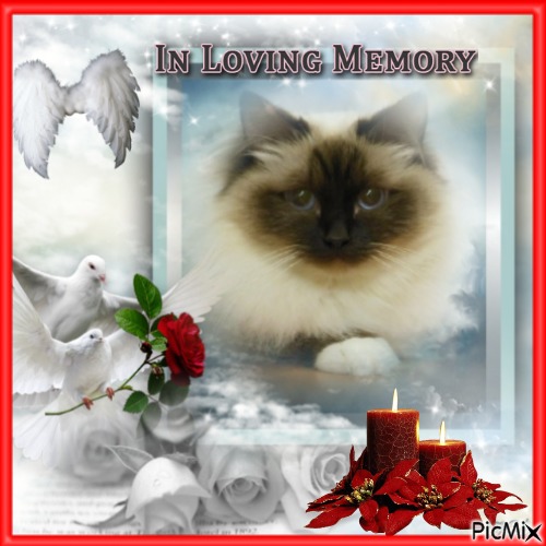 Macy of the Ada family