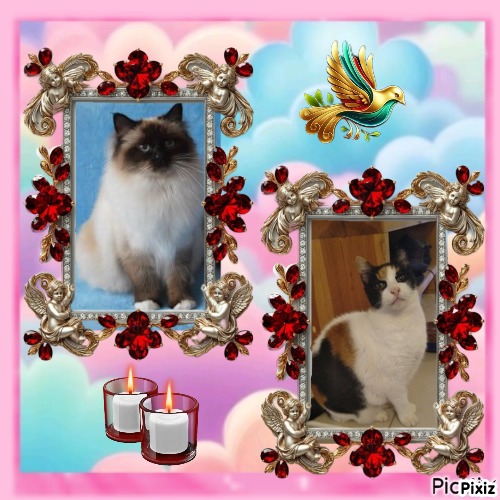 Macy of the Ada family