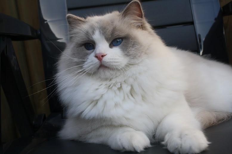 Minoru Roane of the Ada family