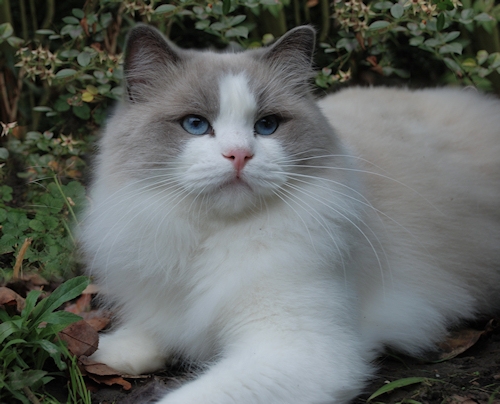 Ada uploaded   6 year/s ago