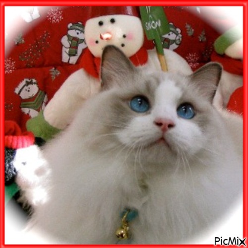 Minoru Roane of the Ada family