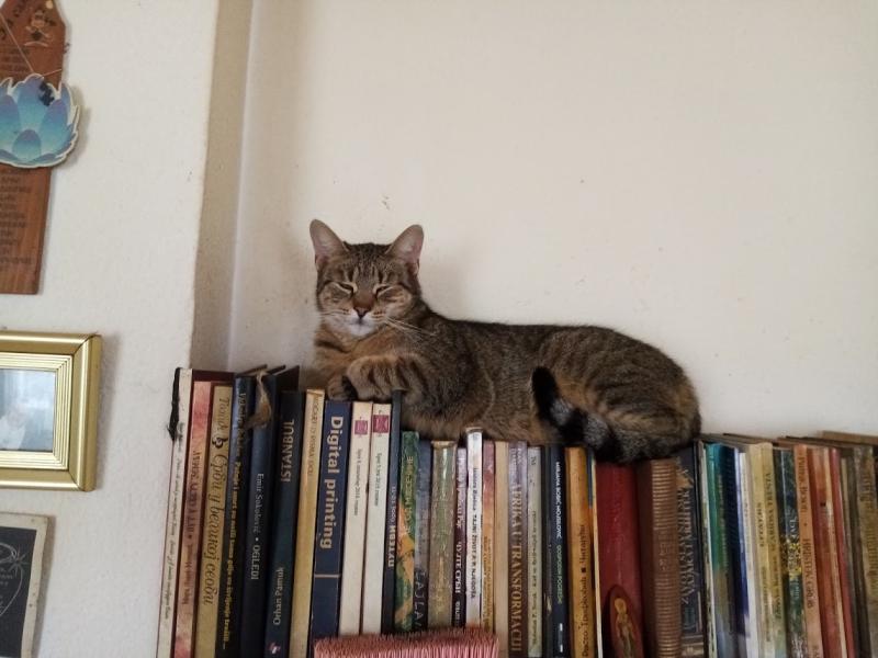 Ada uploaded   48  day/s  ago