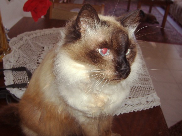 Minoru Roane of the Ada family