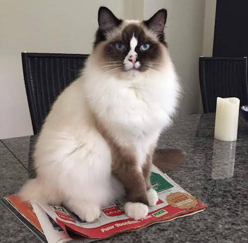 Minoru Roane of the Ada family