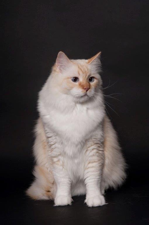 Minoru Roane of the Ada family