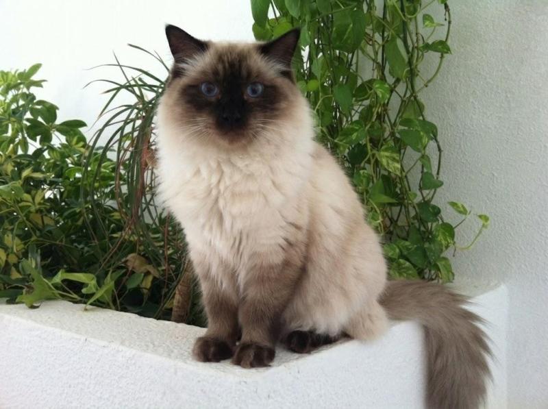 Maudie-royal of the Ada family
