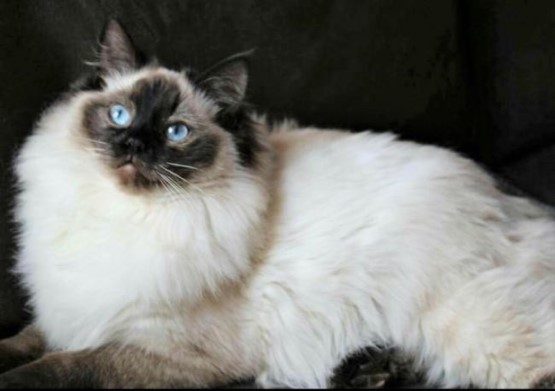 Ada uploaded   81  day/s  ago