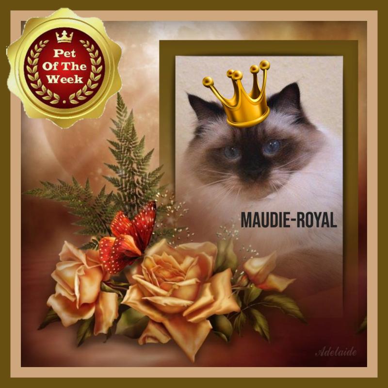 Ada uploaded   84  day/s  ago