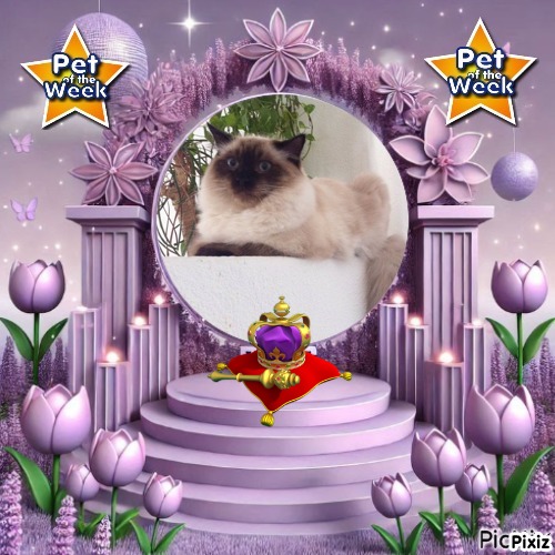 Ada uploaded   92  day/s  ago