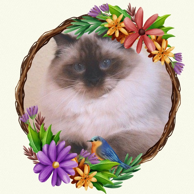 Ada uploaded   92  day/s  ago