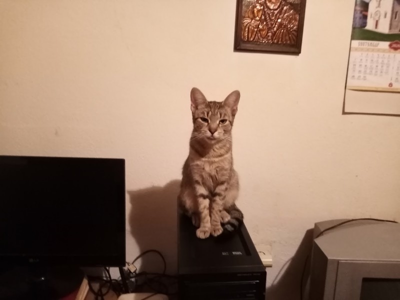 Maudie-royal of the Ada family