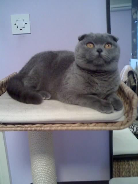 Maudie-royal of the Ada family