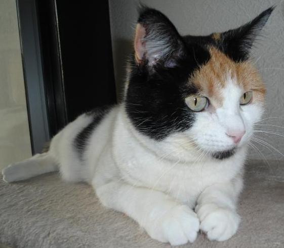 Maudie-royal of the Ada family