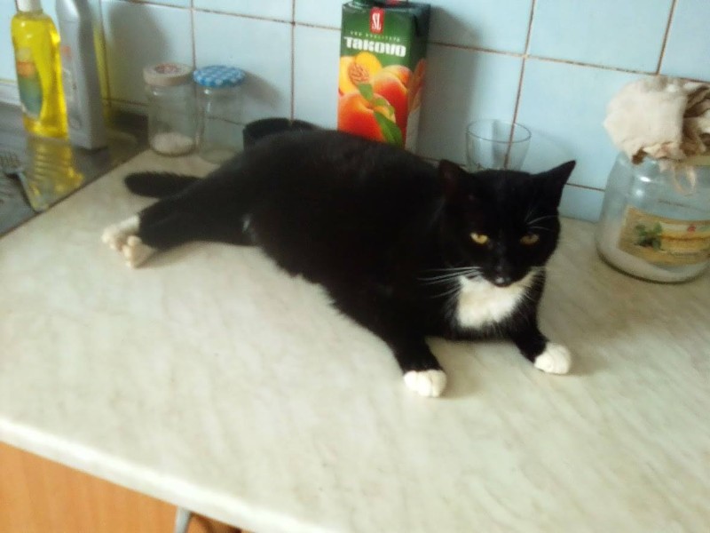 Maudie-royal of the Ada family