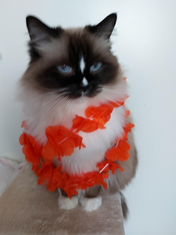 Ada uploaded   4 year/s ago