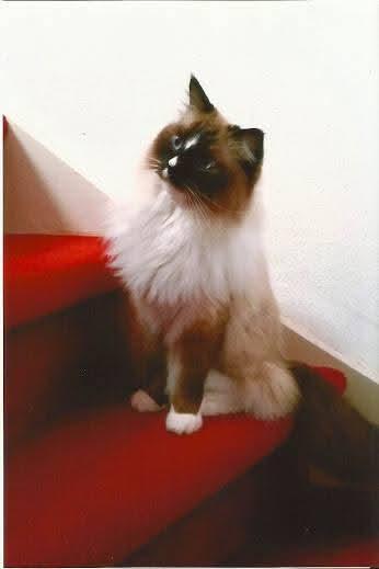 Solana of the Ada family