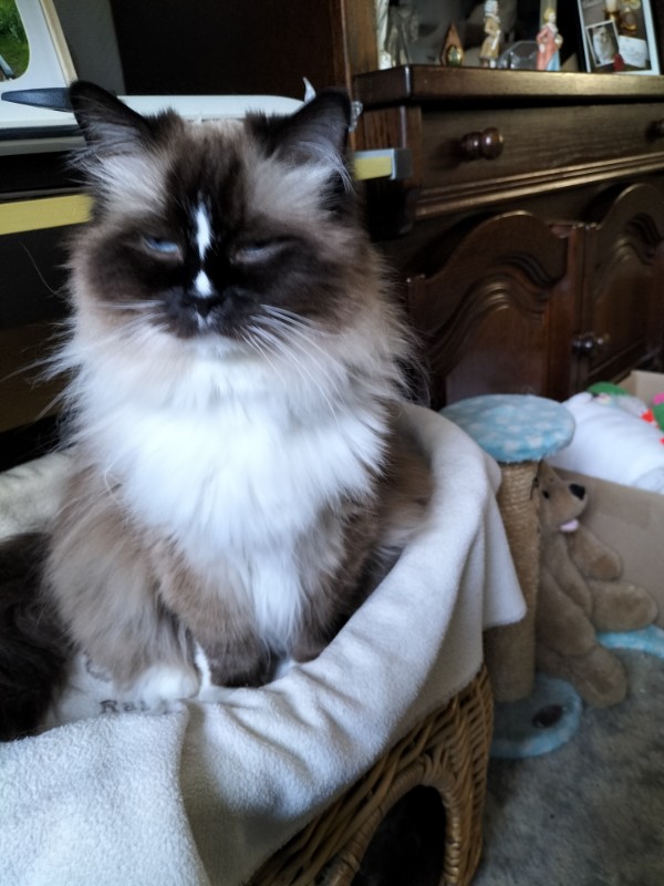 Ada uploaded   136  day/s  ago