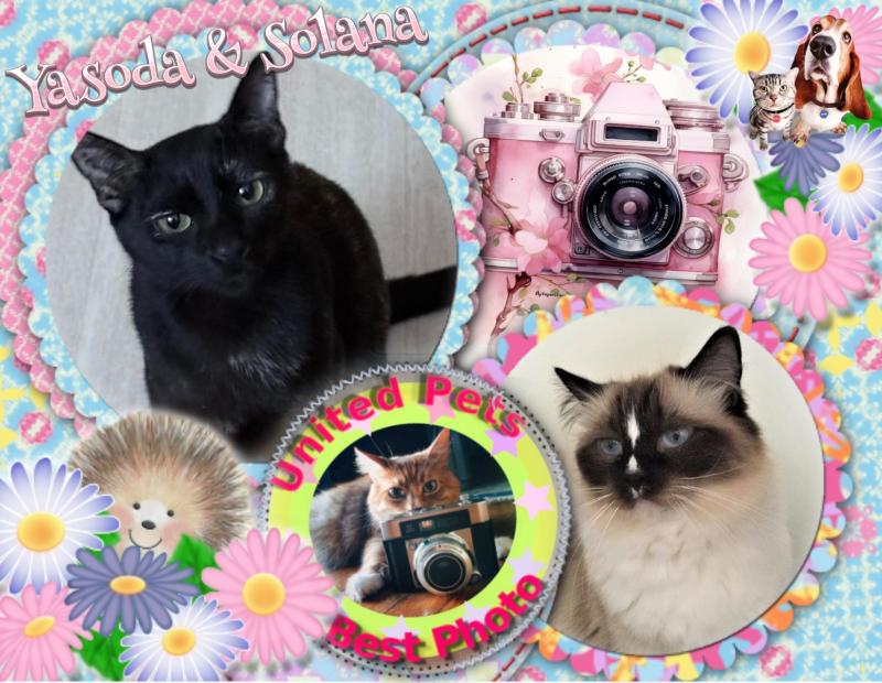 Solana of the Ada family