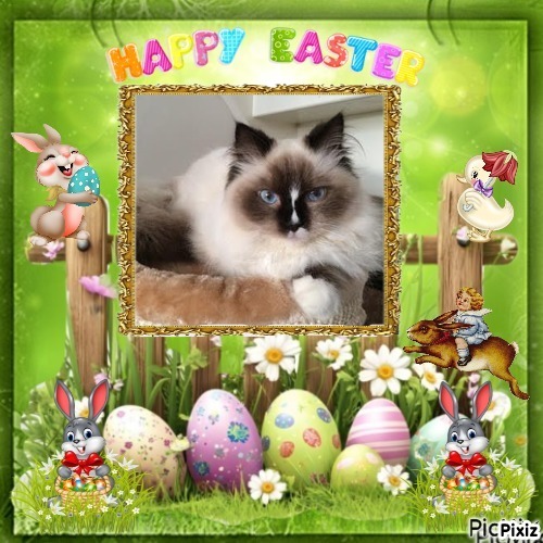 Solana of the Ada family