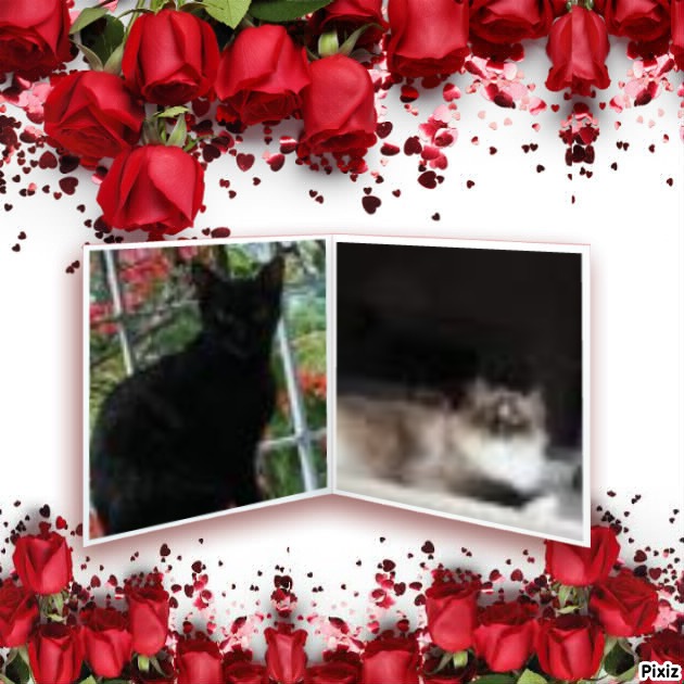 Solana of the Ada family