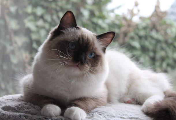 Ada uploaded   5 year/s ago