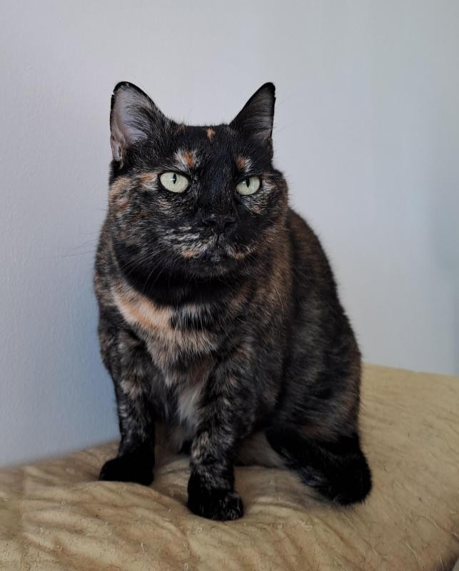 Mayerida of the Ada family