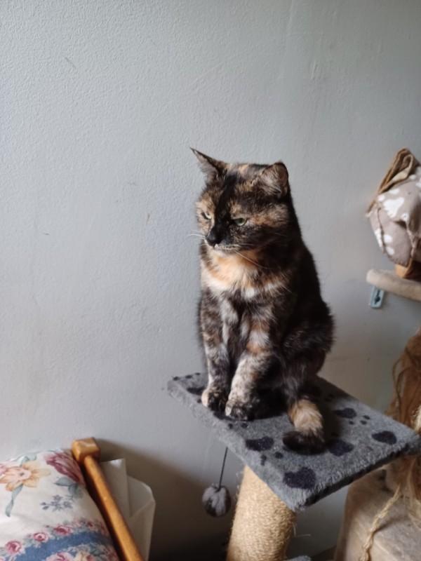 Mayerida of the Ada family