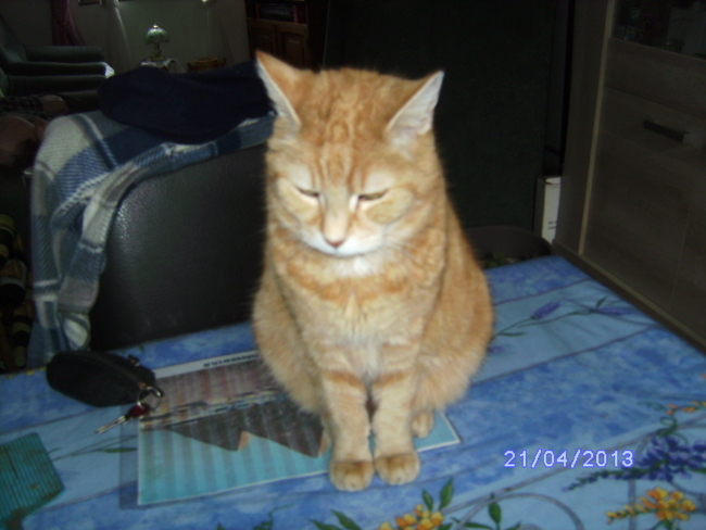 Mayerida of the Ada family