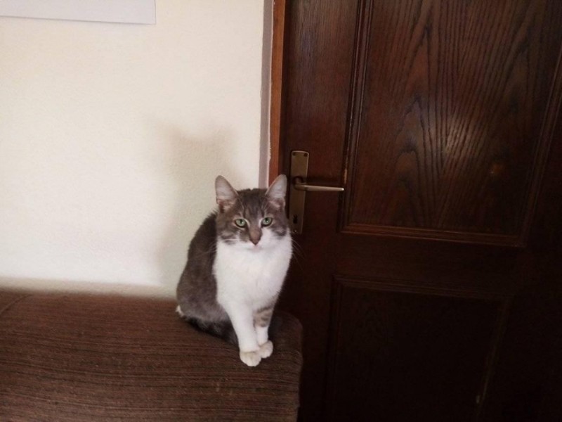 Mayerida of the Ada family