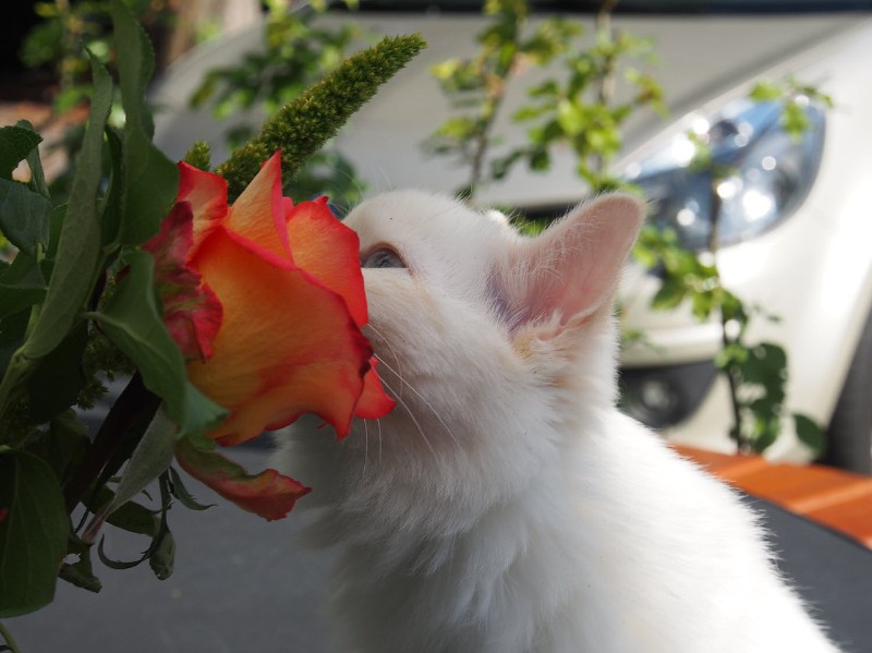 Ada uploaded   6 year/s ago