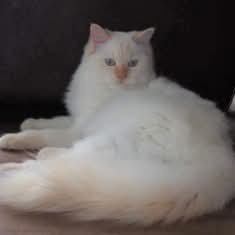 Aloha Falouka of the Ada family