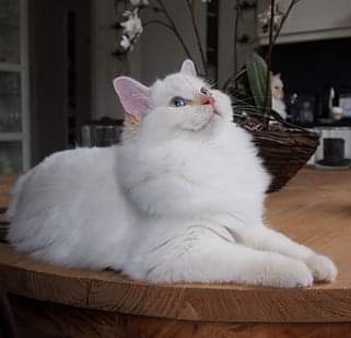 Aloha Falouka of the Ada family