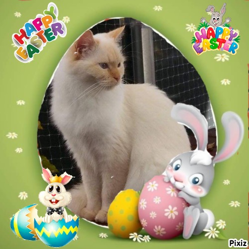 Aloha Falouka of the Ada family