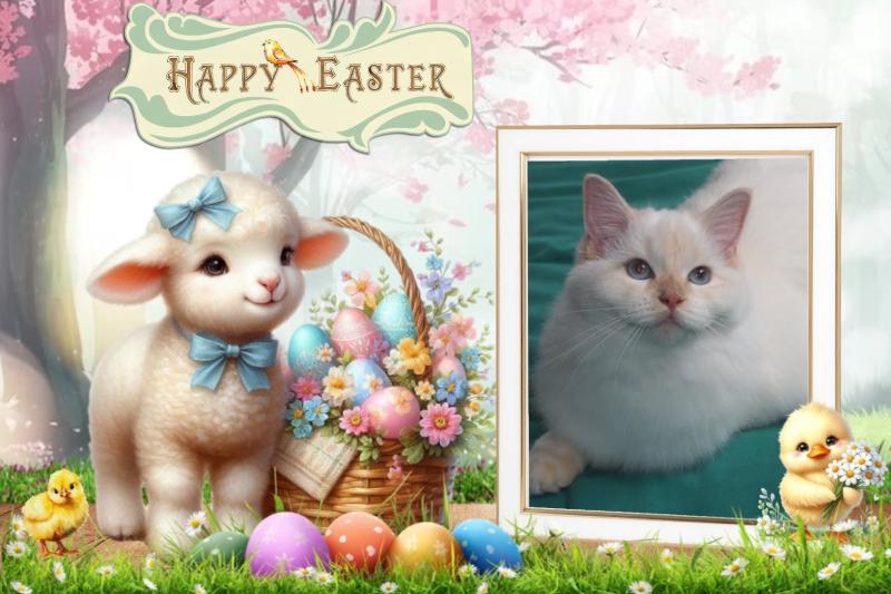 Aloha Falouka of the Ada family