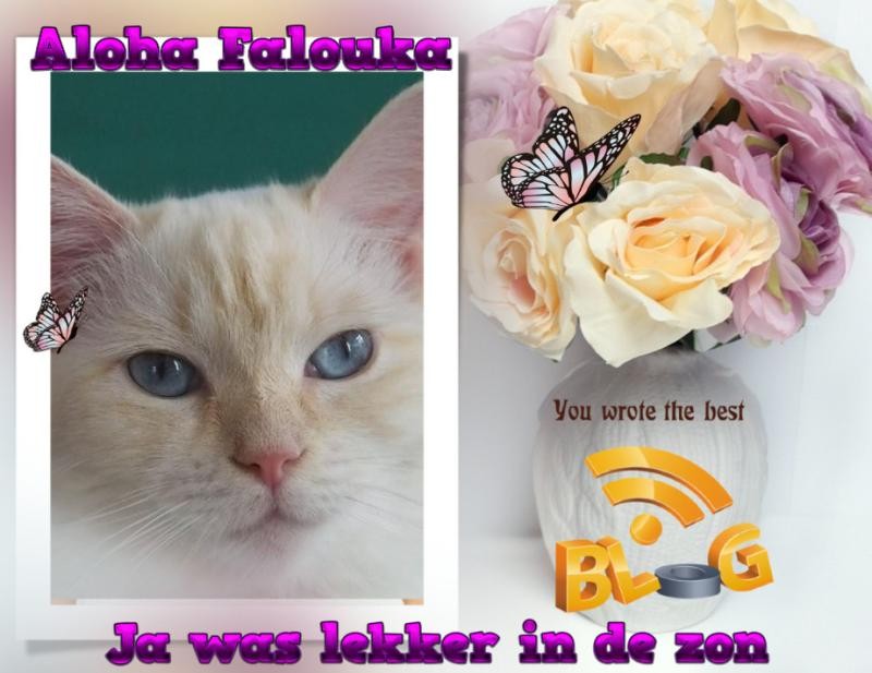 Ada uploaded   32  day/s  ago