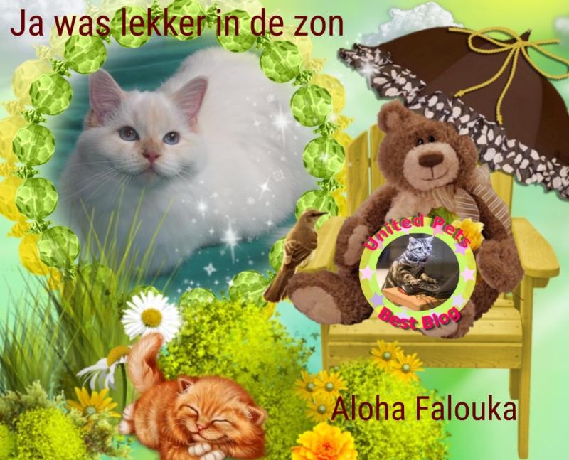 Ada uploaded   32  day/s  ago