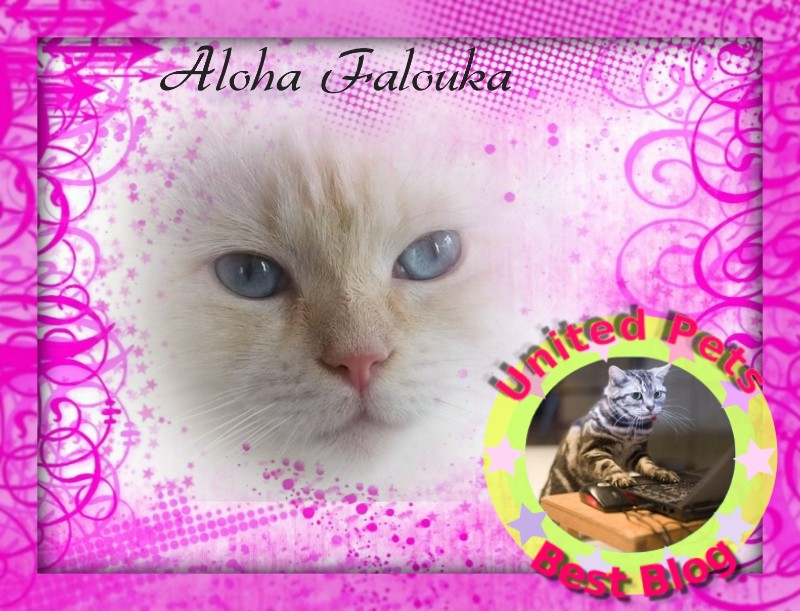 Ada uploaded   32  day/s  ago