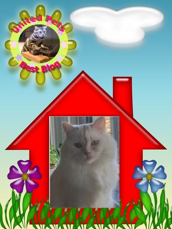 Aloha Falouka of the Ada family