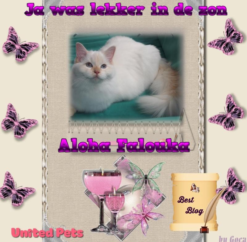 Ada uploaded   32  day/s  ago